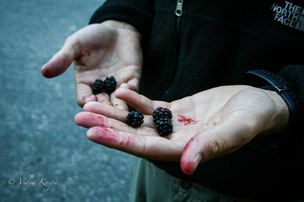 Fresh Berries in Seattle
